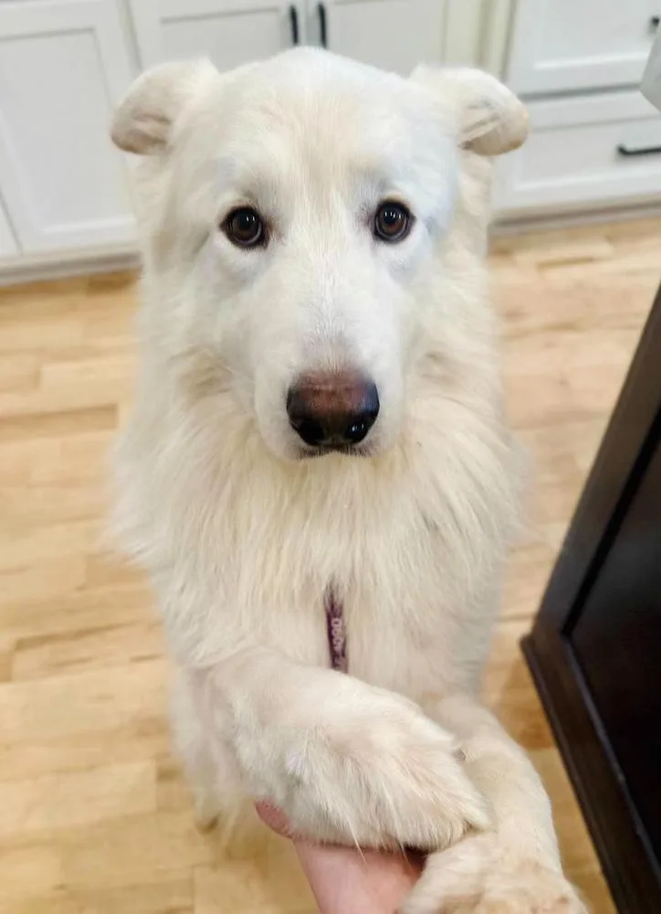 An adult large-sized male White / Cream Alaskan Malamute dog named France for adoption in TULSA, OK