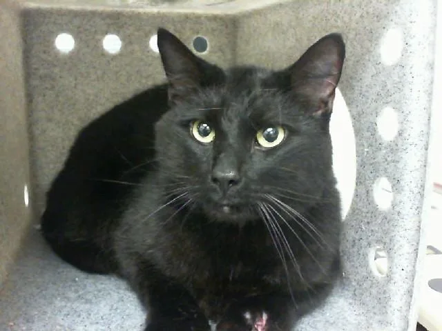 An adult large-sized male Domestic Short Hair cat named Hecate for adoption in Albuquerque, NM