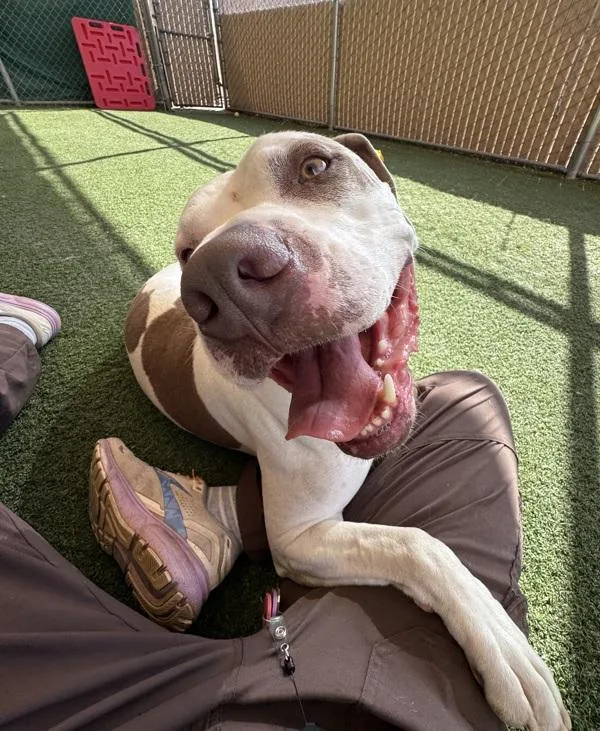 An adult large-sized male Pit Bull Terrier dog named Priest for adoption in San Diego, CA