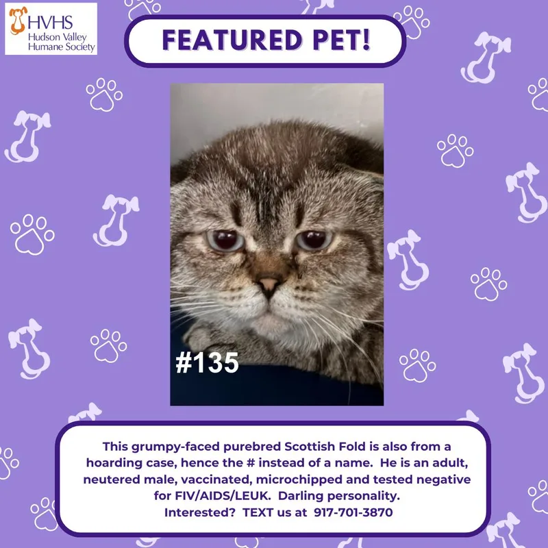 An adult medium-sized male Scottish Fold cat named Gc for adoption in Pomona, NY