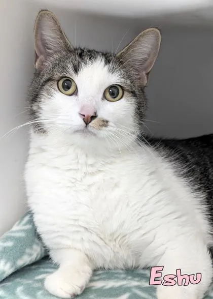 An adult medium-sized female Domestic Short Hair cat named Eshu for adoption in Mason, MI