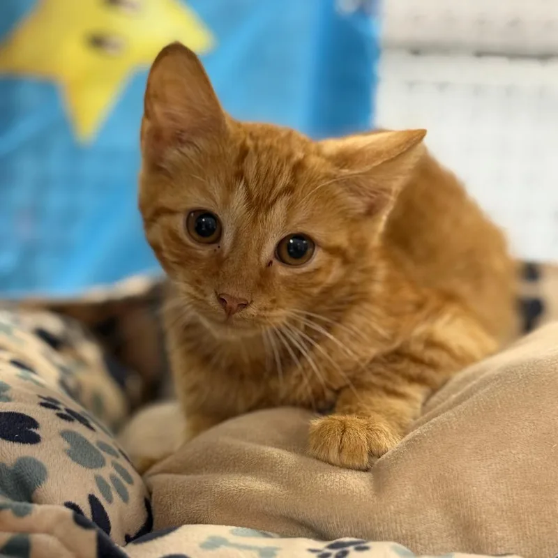 A baby small-sized male Domestic Short Hair cat named Parkour for adoption in Ridgely, MD