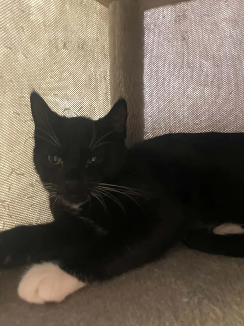 A young medium-sized male Black & White / Tuxedo Domestic Short Hair cat named Seresto for adoption in Penfield, NY