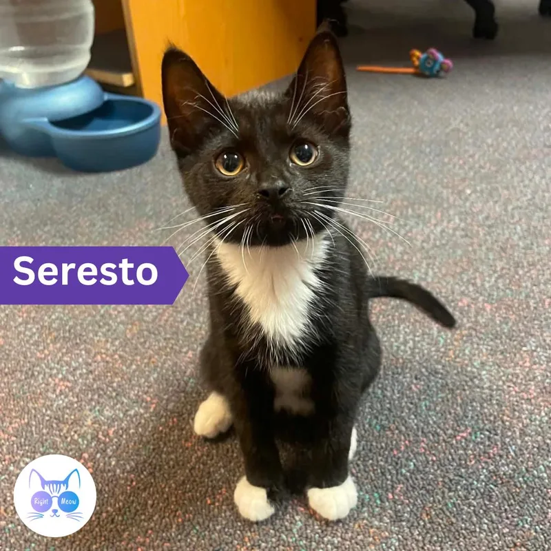 Seresto thumbnail 2
