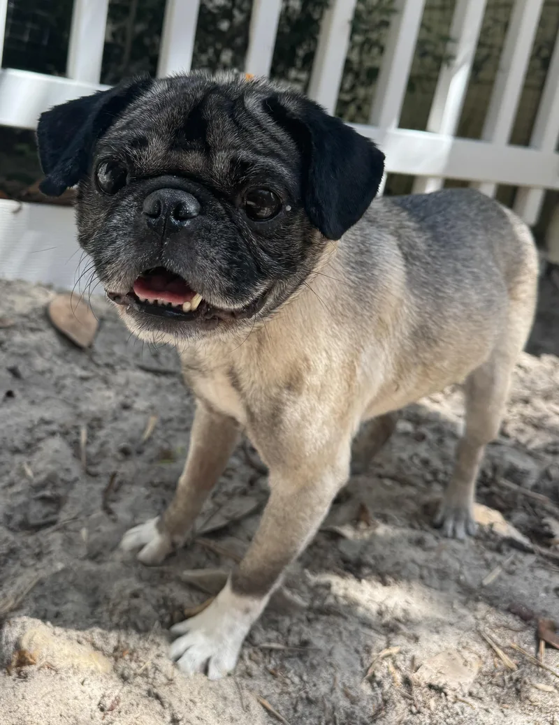 An adult small-sized male Pug dog named Pugsy for adoption in Navarre, FL