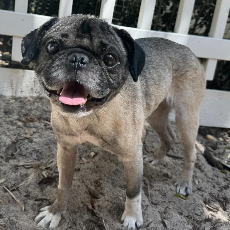 Pugsy thumbnail 2