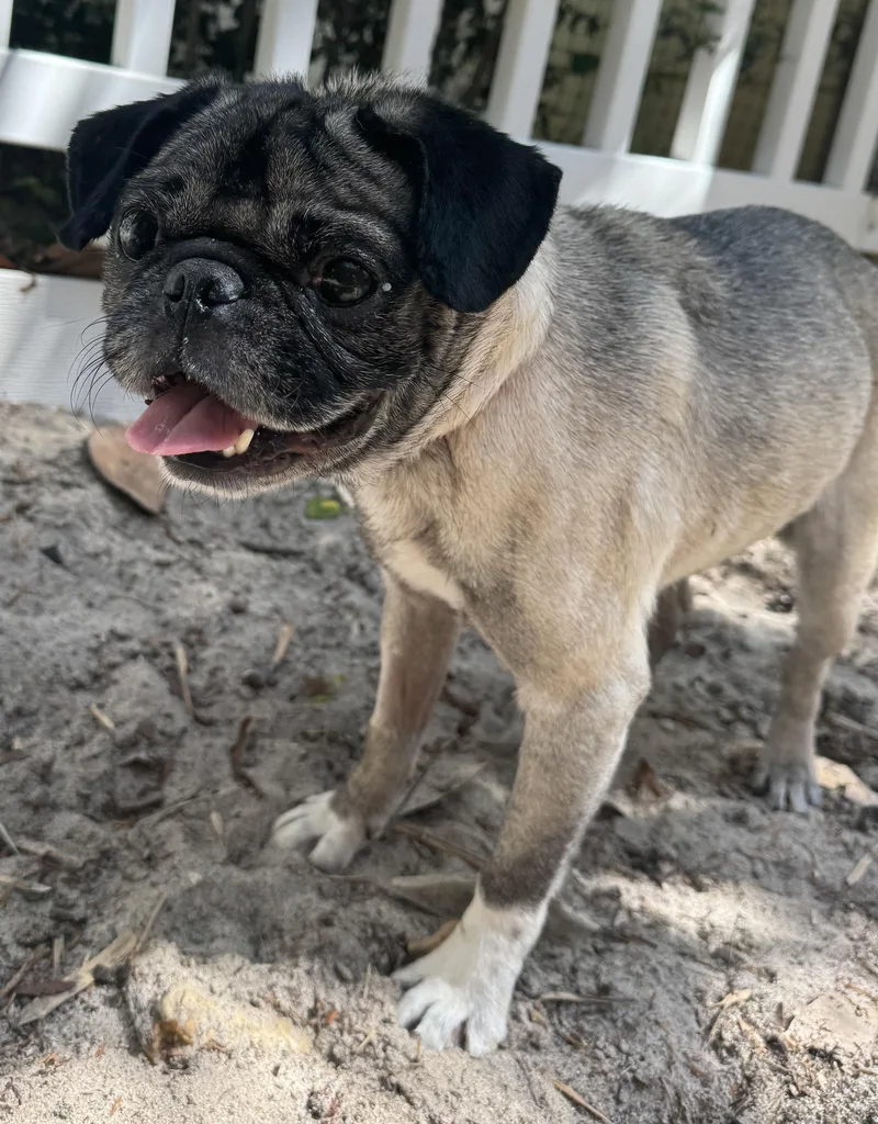 Pugsy thumbnail 3