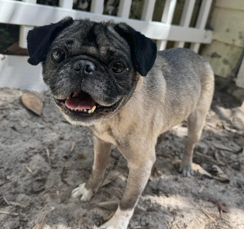 Pugsy thumbnail 4