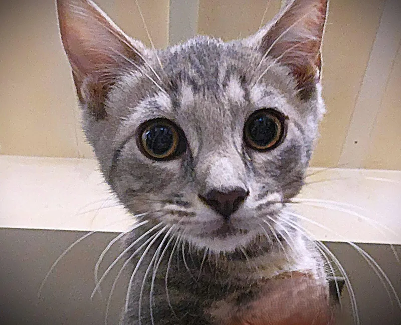 A baby medium-sized female Tabby cat named Blue for adoption in Fort Myers, FL