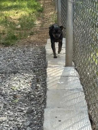 A young small-sized female Chihuahua dog named Faith for adoption in Wilkesboro, NC
