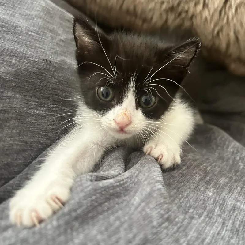 A baby small-sized female Black & White / Tuxedo American Shorthair cat named Dolly Parton for adoption in Lilburn, GA