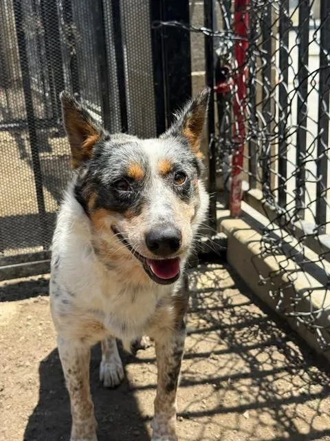 A young medium-sized female Australian Cattle Dog / Blue Heeler dog named Lolli for adoption in Riverside, CA