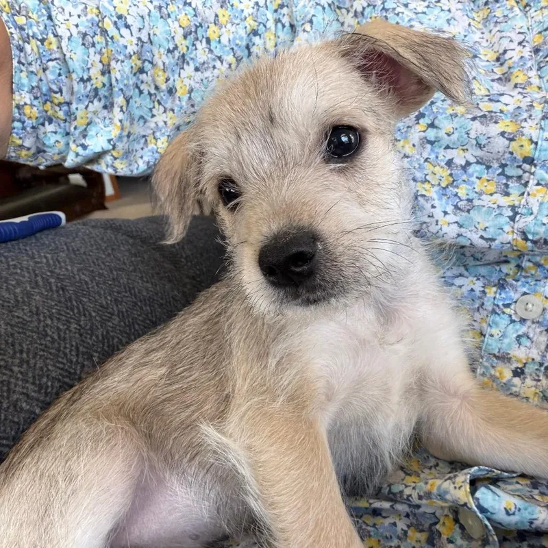 A baby small-sized male Yellow / Tan / Blond / Fawn Schnauzer dog named Alvin for adoption in Wichita, KS