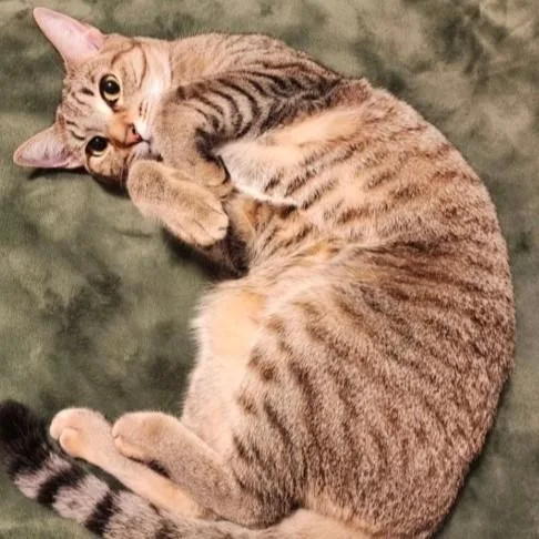 Whiskey
