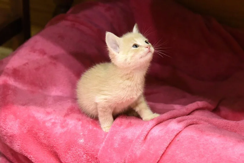 A baby medium-sized male Orange / Red Domestic Short Hair cat named Beret for adoption in Walled Lake, MI