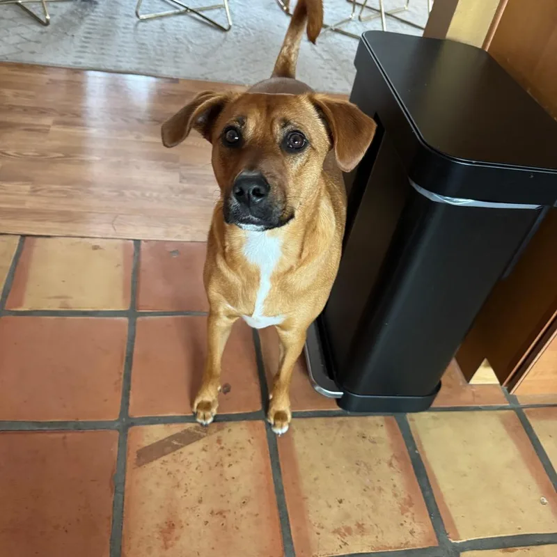 An adult medium-sized male Apricot / Beige Terrier dog named EllisToastie for adoption in San Diego, CA