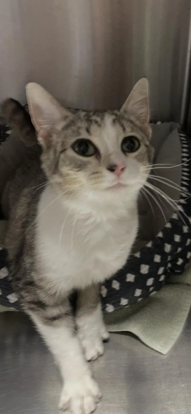 A young medium-sized female Gray & White Tabby cat named Duchess for adoption in Georgetown, KY