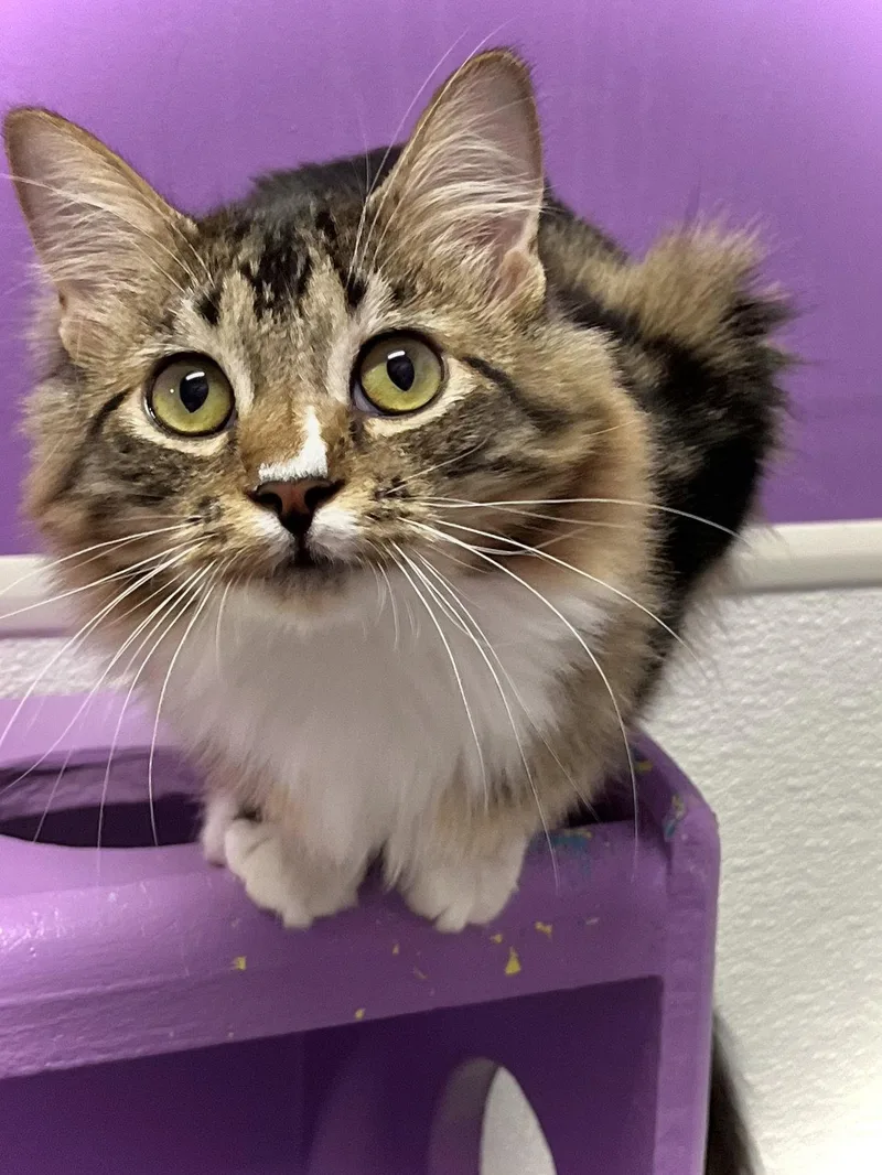 A young large-sized female Domestic Long Hair cat named Dot for adoption in Estherville, IA
