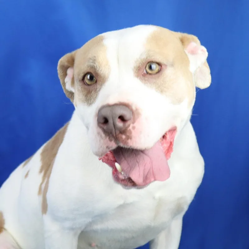 Brandi  T thumbnail 3