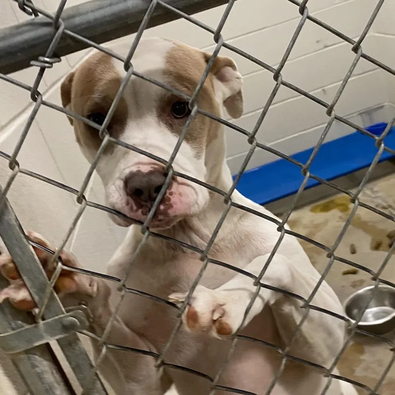 Brandi  T thumbnail 4