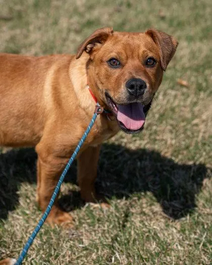 A baby medium-sized male American Bulldog dog named Ryder for adoption in Pequot Lakes, MN