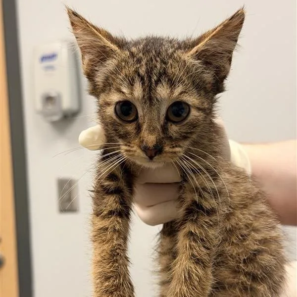 A baby small-sized female Brown / Chocolate Domestic Short Hair cat named Flit for adoption in Jacksonville, FL