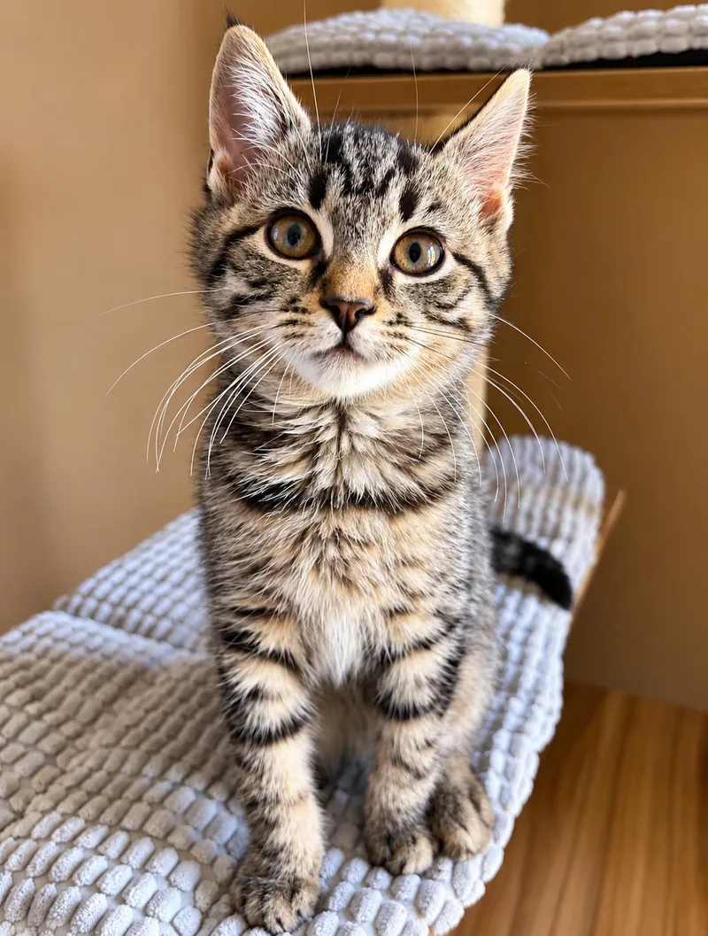 A baby medium-sized male Tabby (Tiger Striped) Domestic Short Hair cat named Monty for adoption in Victor, NY
