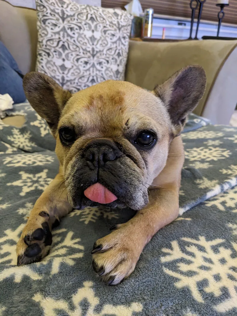 An adult small-sized male Yellow / Tan / Blond / Fawn French Bulldog dog named Emma Love for adoption in Breinigsville, PA