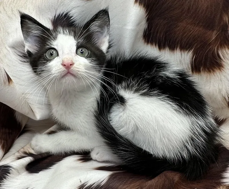 A baby small-sized male Domestic Short Hair cat named Risengrod for adoption in San Diego, CA