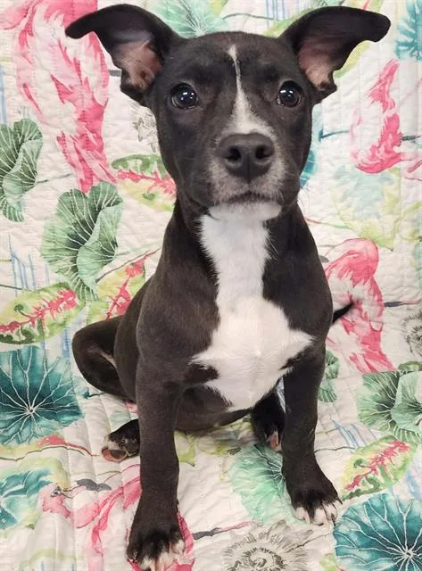 A baby small-sized female Labrador Retriever dog named Bloom for adoption in Brunswick, GA