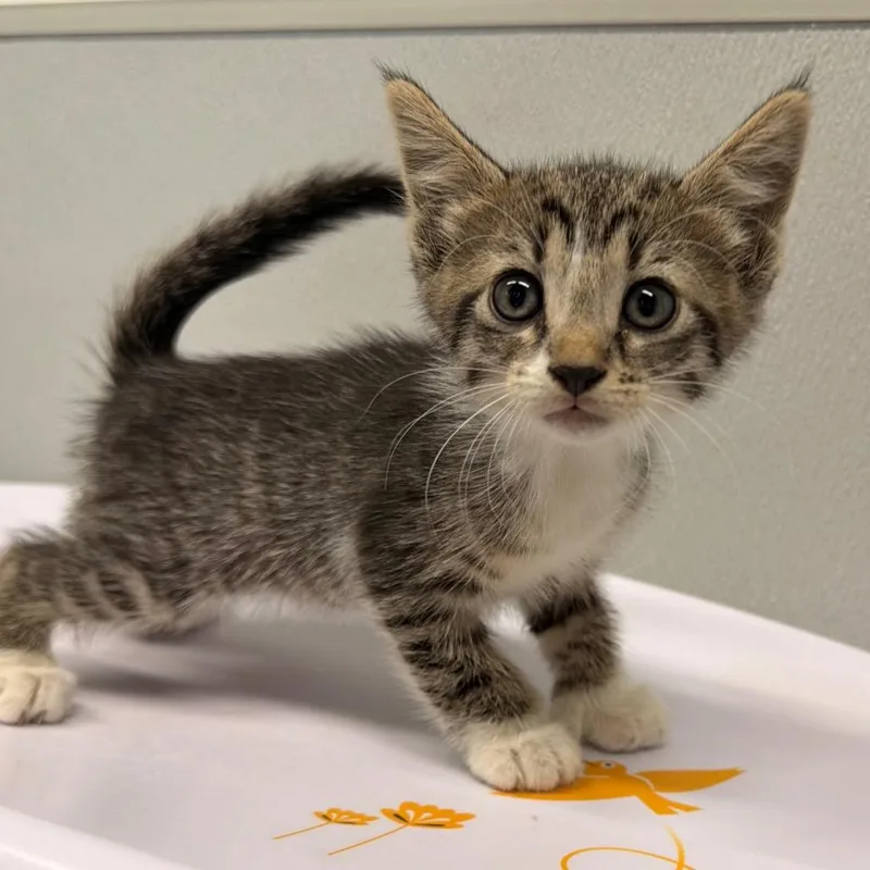 A baby small-sized female Gray / Blue / Silver Domestic Short Hair cat named Crysta for adoption in Tampa, FL