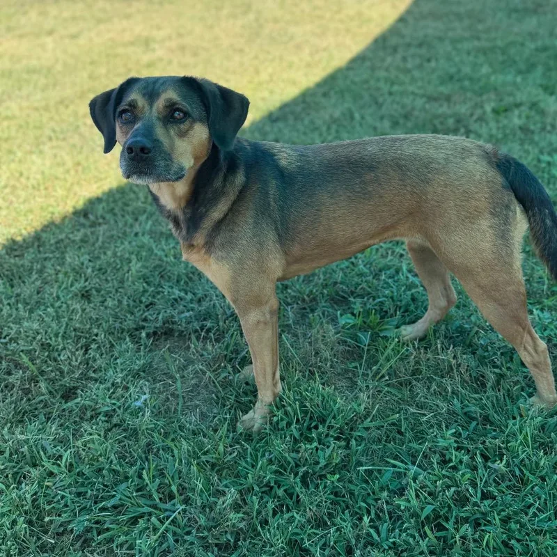 An adult medium-sized female Black Mouth Cur dog named Chai for adoption in Smithville, TN