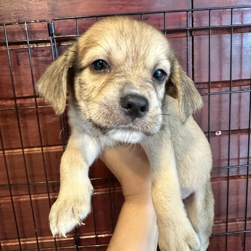A young medium-sized male Shepherd dog named Dylan for adoption in San Juan, PR