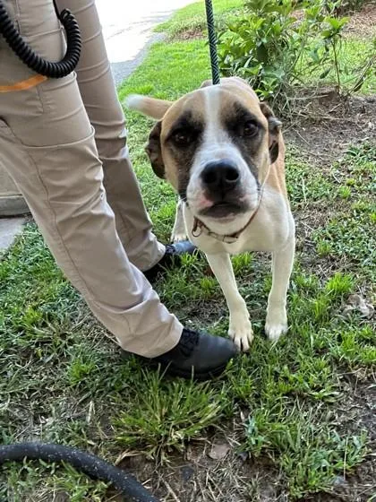 An adult medium-sized male Boxer dog named Alejandro for adoption in Savannah, GA