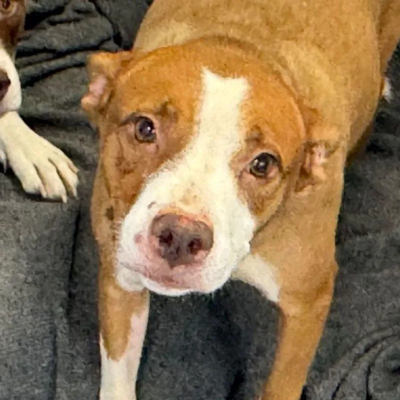 An adult medium-sized male Yellow / Tan / Blond / Fawn American Bulldog dog named Indie for adoption in Kingman, AZ