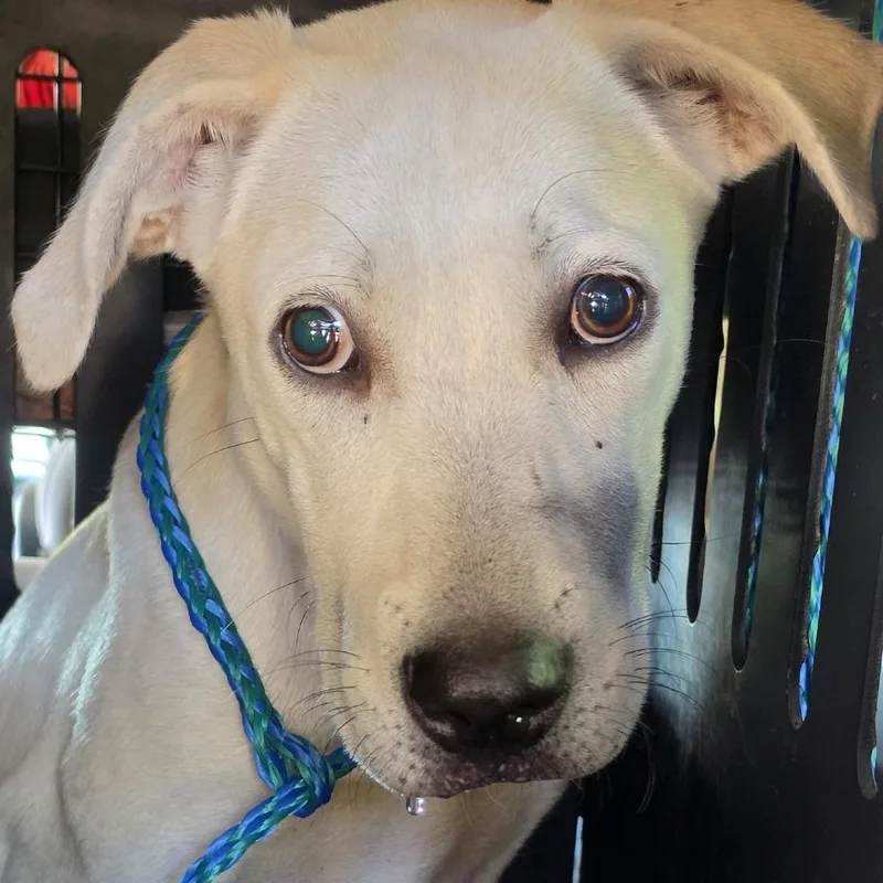 A young medium-sized male White / Cream Retriever dog named Tyler for adoption in Montgomery, AL
