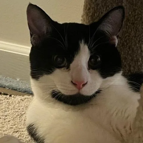 A young small-sized male Black Domestic Short Hair cat named Ted for adoption in Granville, OH