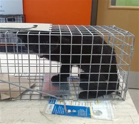 A baby small-sized male Domestic Short Hair cat named Blimey for adoption in Louisville, KY
