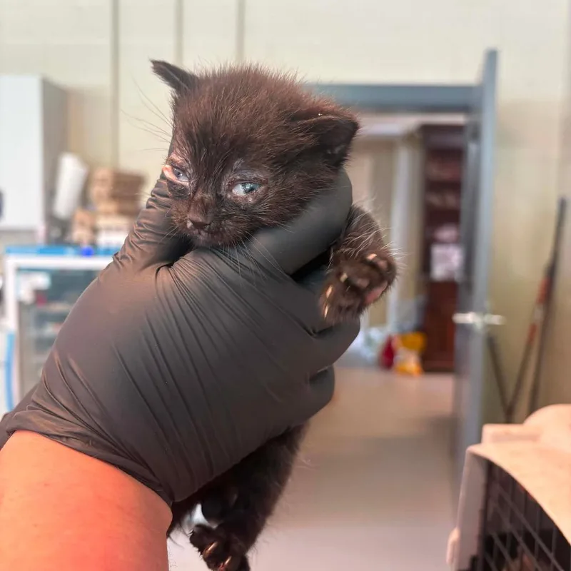 A baby small-sized female Black Domestic Short Hair cat named Rocky Road for adoption in Huntington, WV