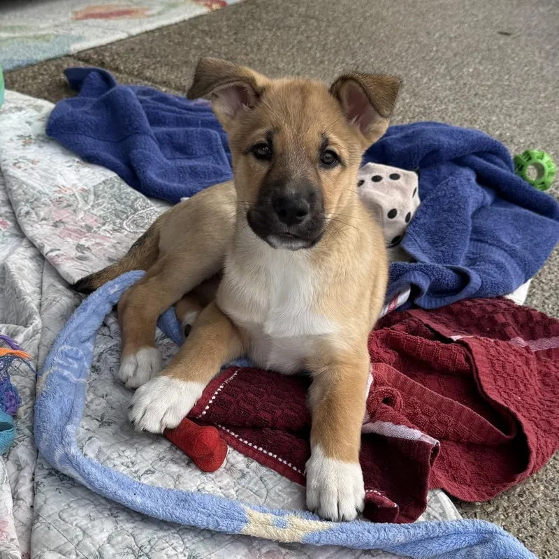 A baby small-sized female Yellow / Tan / Blond / Fawn Siberian Husky dog named Winnie for adoption in Spokane, WA