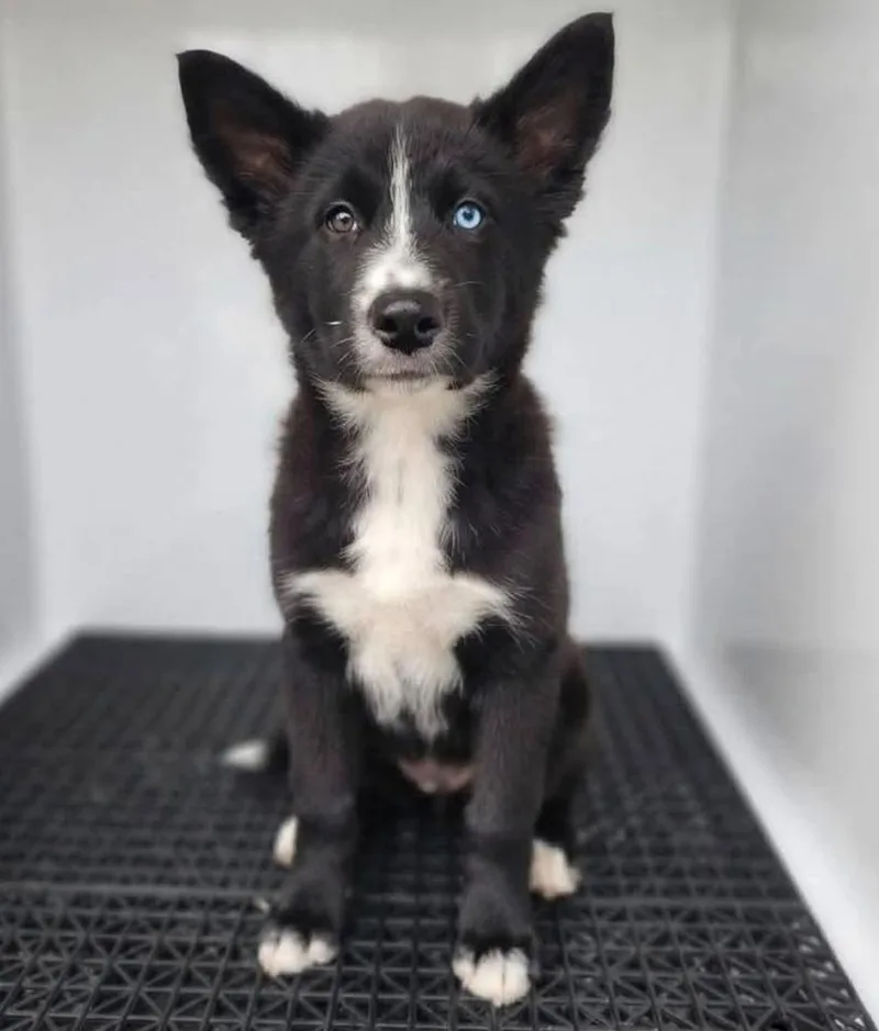 A baby medium-sized female Tricolor (Brown, Black, & White) Mixed Breed dog named Fumbelina for adoption in Long Island City, NY