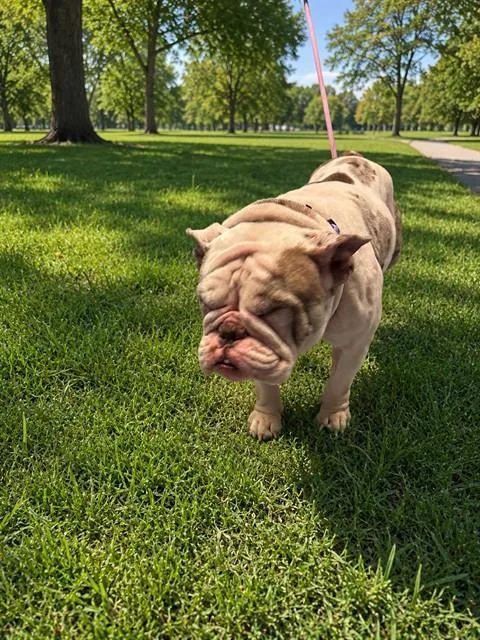 An adult small-sized female English Bulldog dog named Heidi for adoption in Miami, FL