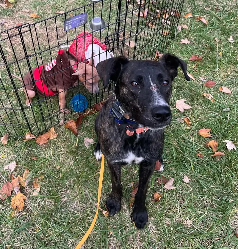 Sam I Am thumbnail 2