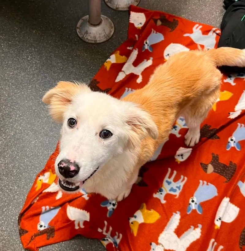 A baby medium-sized female Border Collie dog named Clover for adoption in Lacona, NY