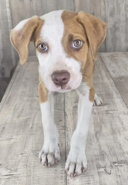An adult small-sized male Terrier dog named Ezra for adoption in Shreveport, LA