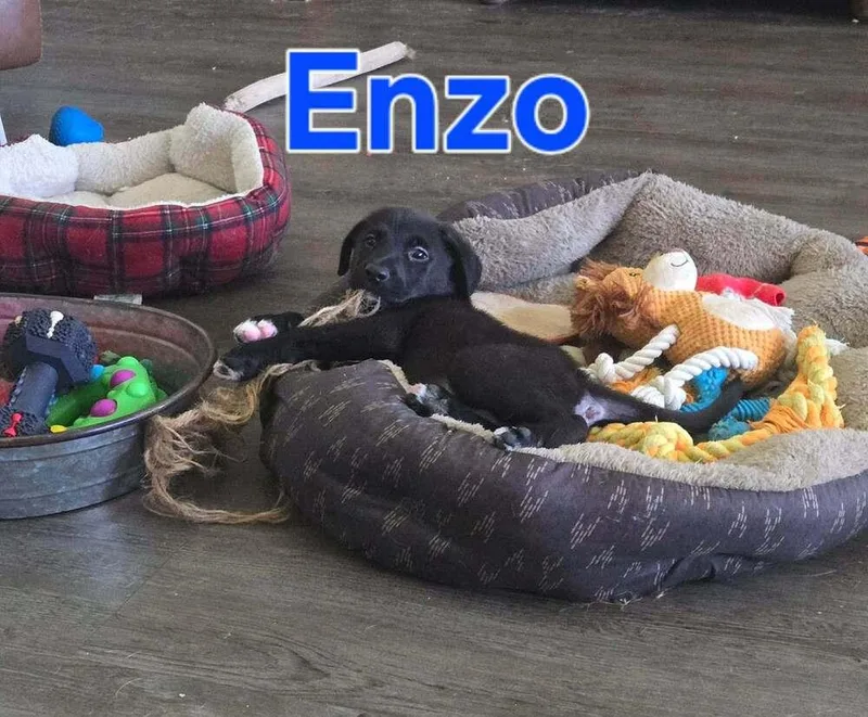Enzo thumbnail 3