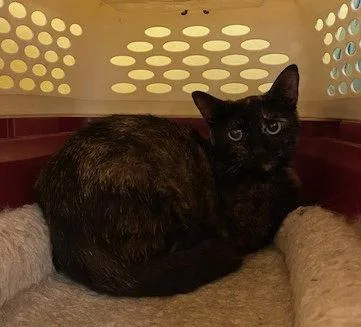 A young small-sized female Domestic Short Hair cat named Argi for adoption in Escondido, CA