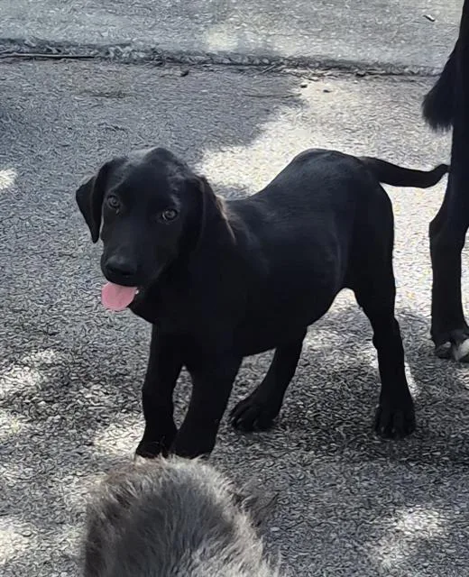 A baby medium-sized female Labrador Retriever dog named Flora for adoption in San Antonio, TX