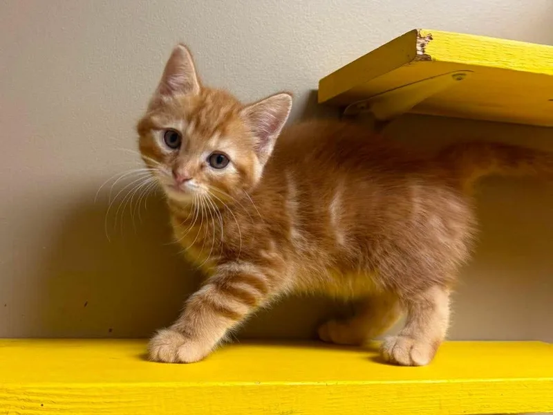 A baby medium-sized female Tabby (Orange / Red) Domestic Short Hair cat named Brie for adoption in Maryville, MO