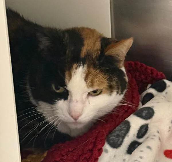 An adult small-sized female Domestic Short Hair cat named Cleo for adoption in Des Moines, IA